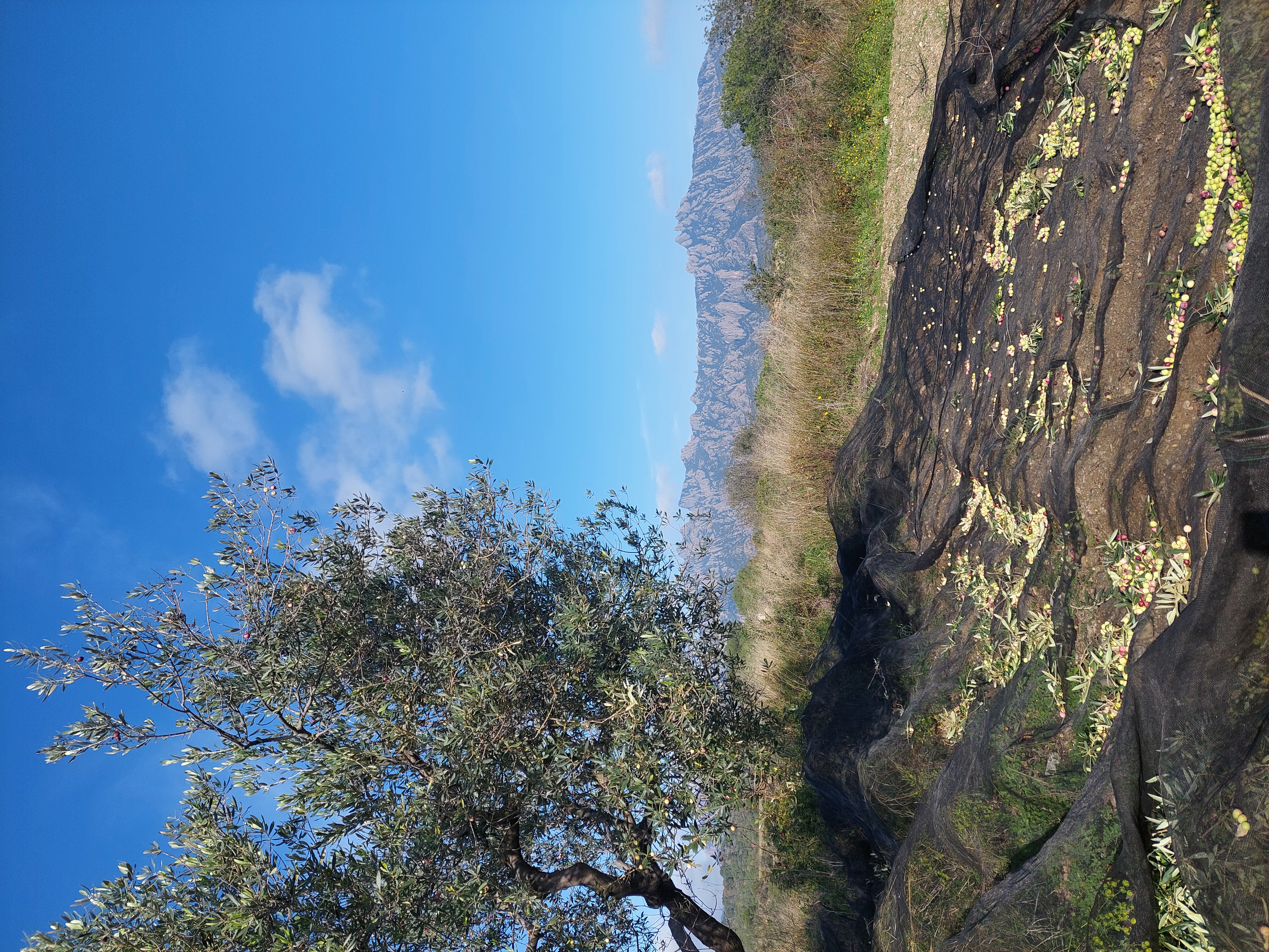 Finca Torres de la Serra