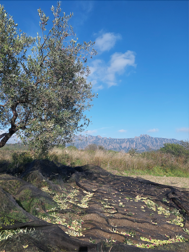 Oli d'oliva verge extra Arbequina