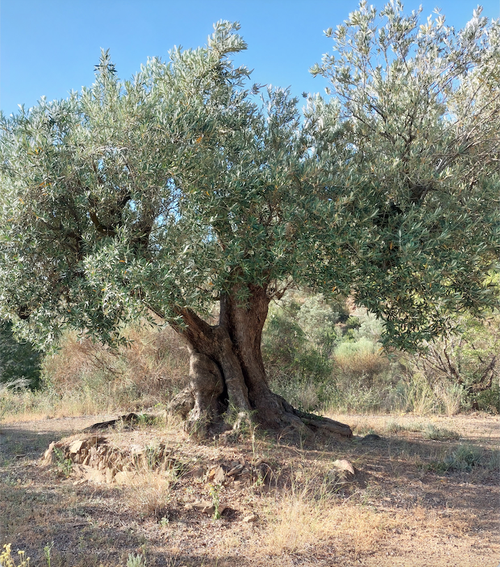 Olivera centenària
