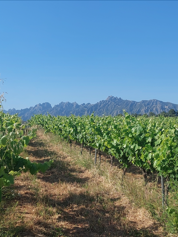 Paisatge de la finca